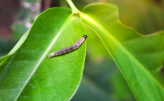 white caterpillars are eating on the leaves with sunlight