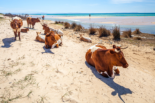 A serene image captures a group of Retinta breed cows relaxing on the sun-kissed sands of Bolonia Beach in Cadiz, Spain. The cattles distinct reddish-brown coats contrast beautifully with the clear blue skies and the tranquil sea background, creating a peaceful coexistence of nature and domestic life.