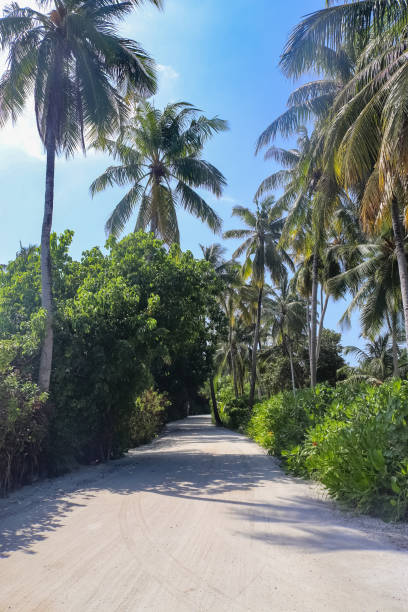 istock A footpath overgrown with palm trees on the Maldivian Islands. 2032461294