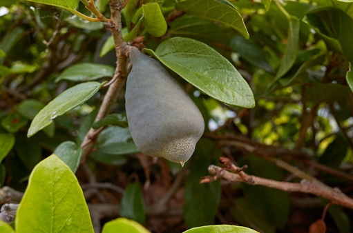 fruit close up of Ficus pumila plant