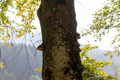 September photo with fly agaric (Småland, Sweden)