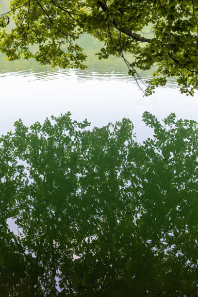Free Stock Photo of Reflection of trees in calm water with ripples ...