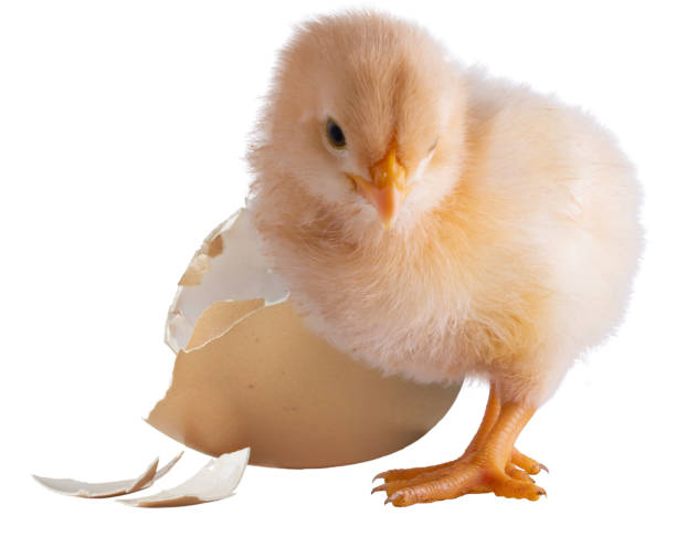 istock Young yellow chicken chick next to an egg 2032468373