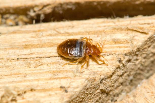 istock Cimex pipistrelli, European bat bug 2032468900