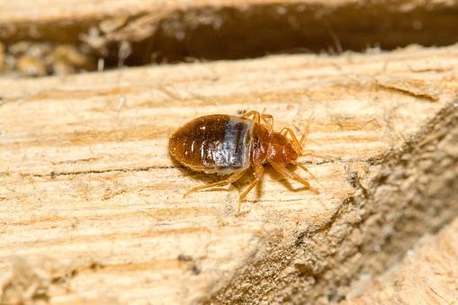 Cimex pipistrelli, European bat bug