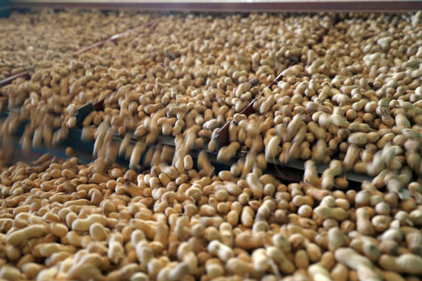 The peanuts vibrated on the air separator
