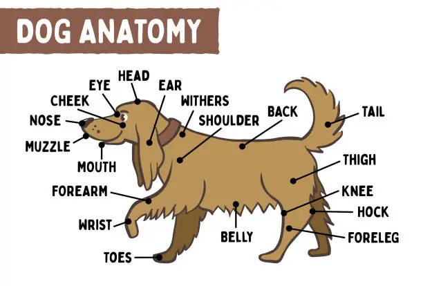 Vector illustration of Cute Veterinary Poster of a Dog Anatomy