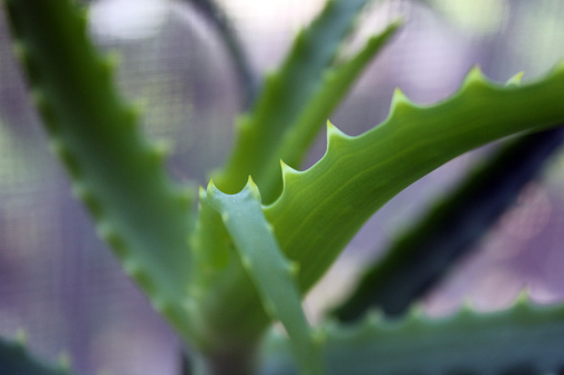Green succulent aloe leaves grow in a pot. Close-up photo of a house plant.
