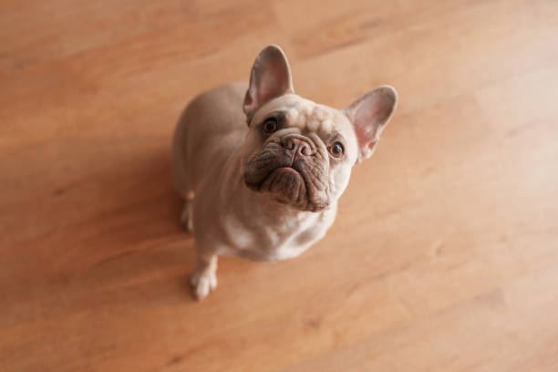 istock Cute pug dog is at home 2032498892