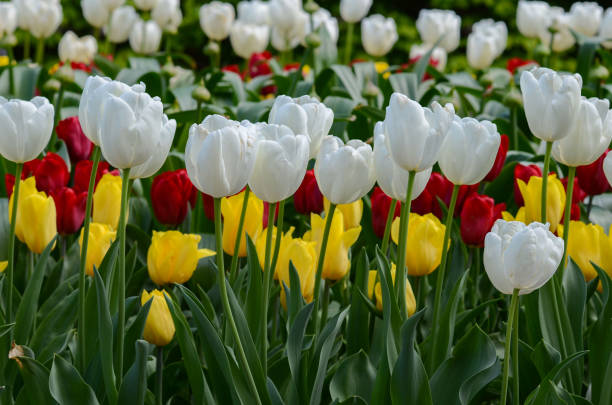 istock tulips in a flowerbed in early spring - a beautiful sight 2032502049