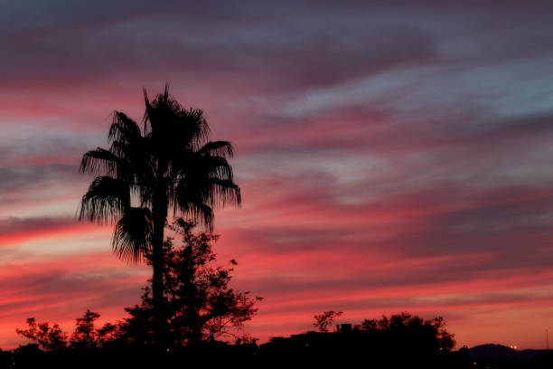 Palm trees silhouettes against an epic sunset