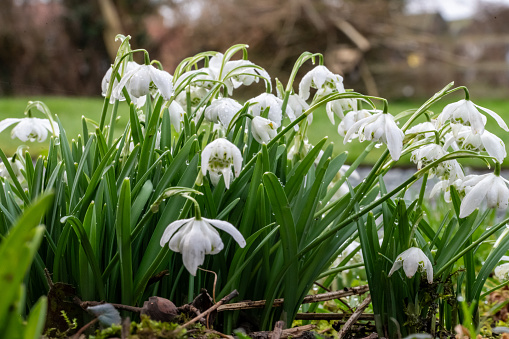 One of the early flowers of springtime