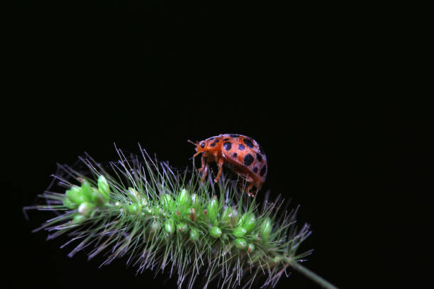 Macro Series : Ladybug on a grass flower. A insect in nature. Macro shot of Ladybug. A small animal in nature with grass background  .