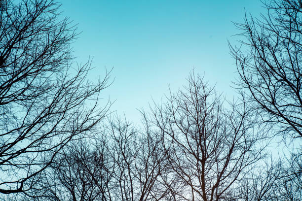 silhouette of tree branches on blue sky background nature frame of bare trees with copy space - bare tree winter plants travel locations imagens e fotografias de stock