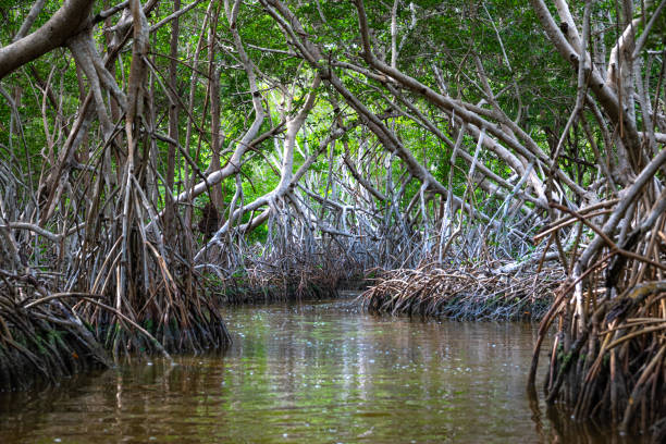 istock Swamps and mangroves at Ria Celestun. Mexico 2032522604