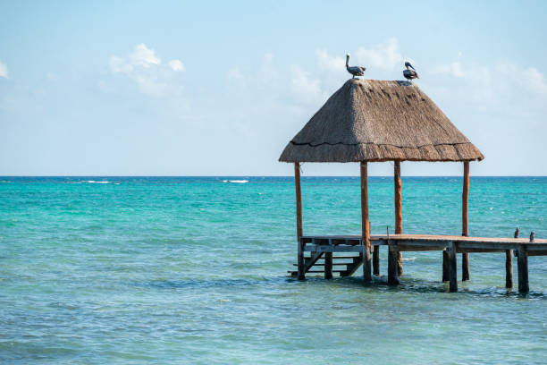 istock Two pelicans perched on a thatched roof above the water. Tulum, Mexico 2032522616