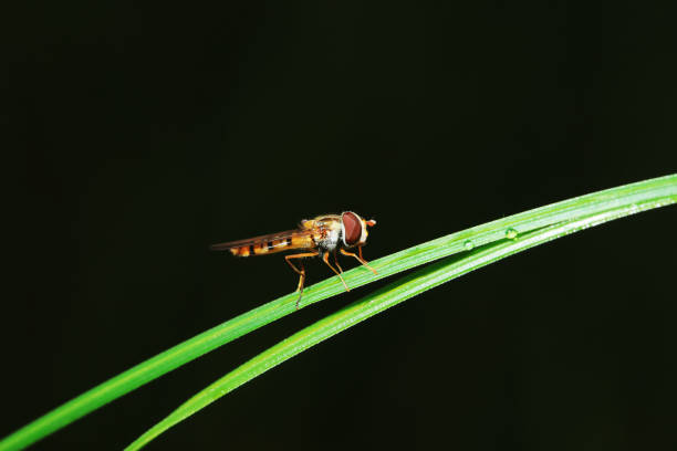 A hoverfly resting on top of a sweet alyssum flower plant. Blur background with copy space and no people. Horizontal composition.