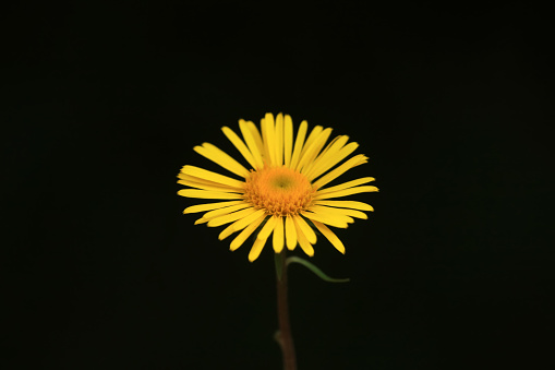 Inula flowers in the wild, North China