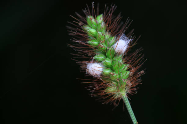 Insect cocoon shells on wild plants, North China