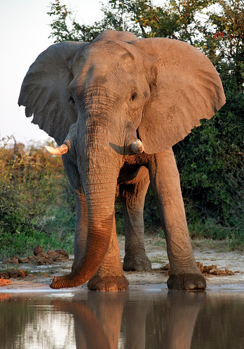 An African Elephant (Loxodonta africana) at a waterhole in the Savuti region of Botswana.