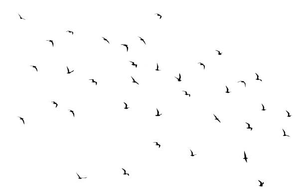 istock flock of birds silhouette isolated on transparent  white background 2032539457