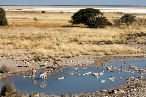 Group of Springbok ((Antidorcas marsupialis) at a waterhole in Etosha National Park in northern Namibia.