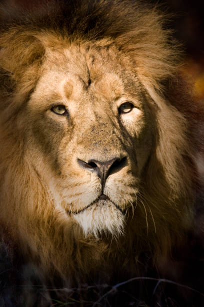 istock Male Lion - Okavango Delta - Botswana 2032542047