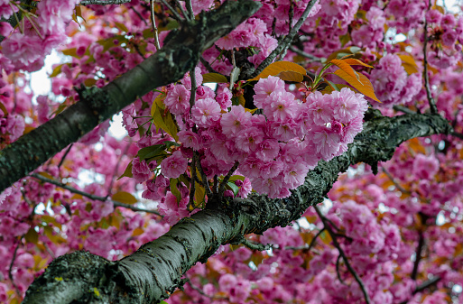 branch of cherry blossoms stunning breath of spring.