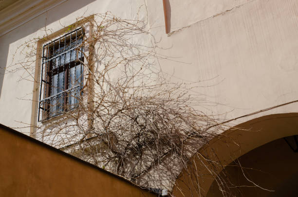 istock a wall with a window and a bush that grows between the walls on a sunny day 2032550698