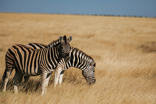 Zebras in the wildlife at daytime.