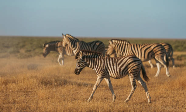 istock Zebras in the wildlife at daytime 2032568035