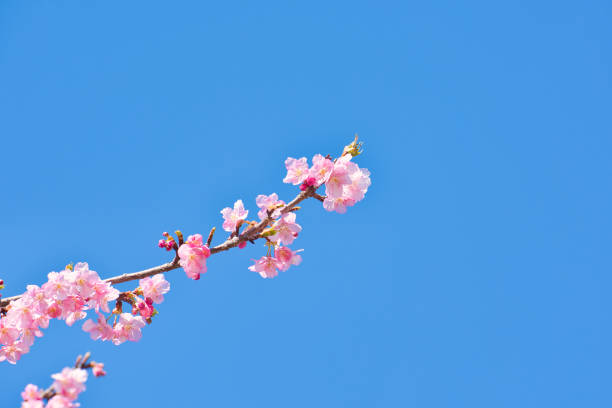 Kawazu Cherry Blossoms in full Bloom