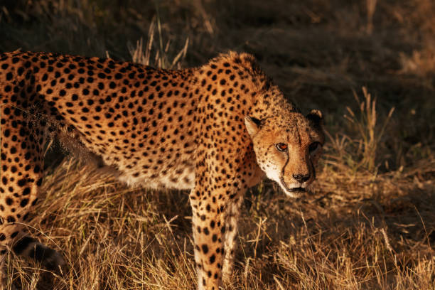 istock Cheetah is outdoors in the wildlife 2032568624