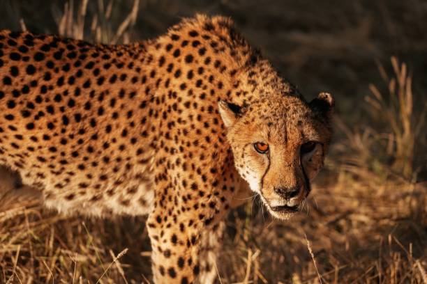 istock Cheetah is outdoors in the wildlife 2032569172