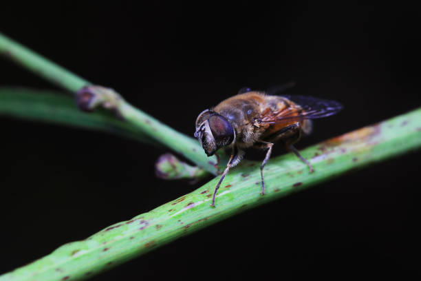 Aphid eating flies in the wild, North China