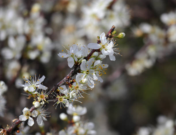 istock Springtime. Blackthorn bush in full blossom. Prunus Spinosa 2032578135