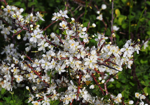 Detail of Blackthorn bush in full bloom. Prunus Spinosa. Early springtime. Shallow focus for effect. Bokeh background. Defocused natural background.