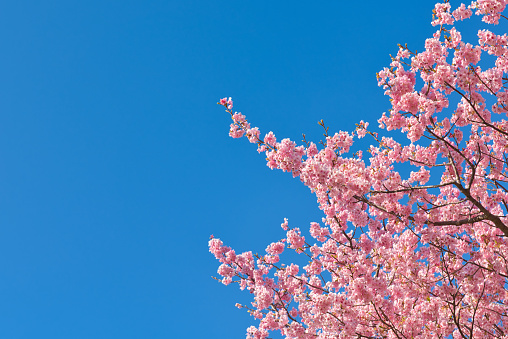 Kawazu Cherry Blossoms in full Bloom