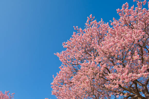 Kawazu Cherry Blossoms in full Bloom
