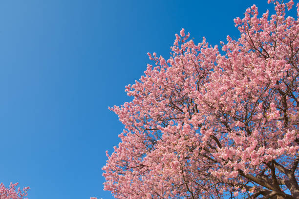 kawazu cherry blossoms in full bloom - czeremcha zdjęcia i obrazy z banku zdjęć