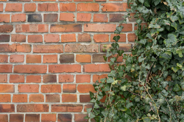 istock brick wall and ivy plant 2032578726
