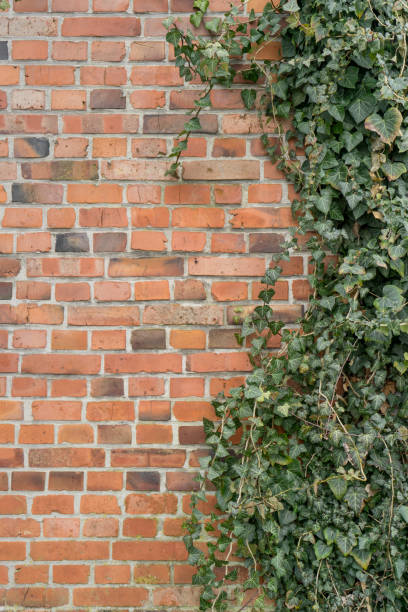 istock brick wall and ivy plant 2032578727
