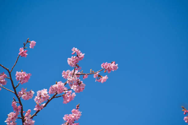 Kawazu Cherry Blossoms in full Bloom