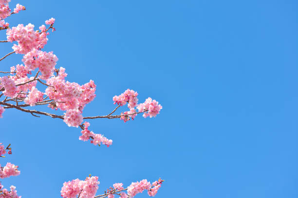 istock Kawazu Cherry Blossoms in full Bloom 2032579264
