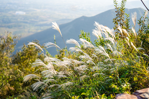 The reeds fly outdoors during the day