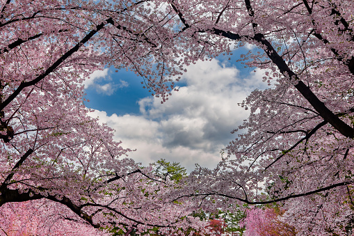 Beautiful heart shaped hole in the middle of vivid pink Cherry Blossom (Sakura) during spring