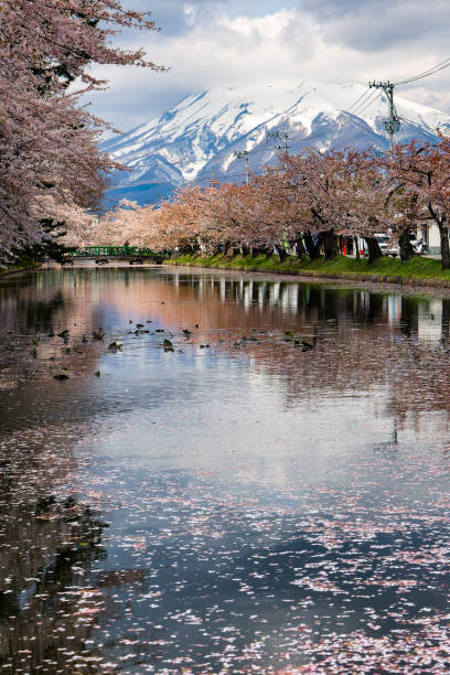 colorful springtime cherry blossom with a large volcano behind (hirosaki, aomori, japan) - spring vertical cherry blossom color image imagens e fotografias de stock