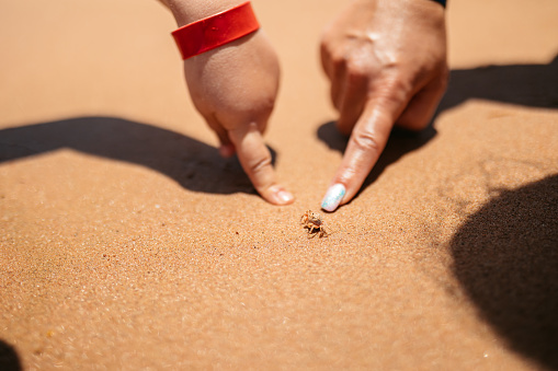 Young mother and daughter pointing at a small crab on the beach in Hurghada in Egypt. Close-up.