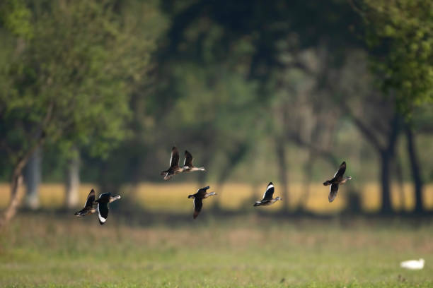istock Flock of Cotton pygmy goose Flying in Forest 2032580088