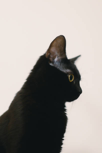 istock a black cat standing up looking ahead with white background at the front 2032580120